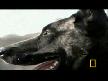 National Geographic K-9