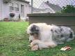 efkarlı köpek