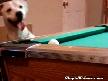 Bilardo Oynayan Köpek