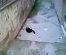 Kedi Kavgası