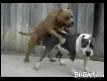 Çiftleşirken Midesi Bulanan Köpek
