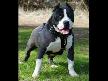 pitbull severler için
