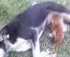 Kedi K�pek Karde�li�i