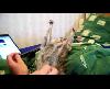 oramıda kaşı buramıda kaşı