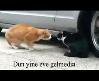 sevgilisini fırçalayan kedi
