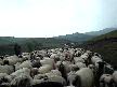 toplu yaşam