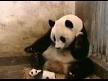 Küçük Panda Hapşurunca