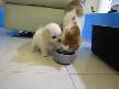 Kedi ve köpeğin yemek tartışması :D...