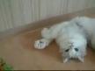Şımarık kedi