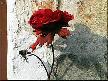 kırmızı ve siyah