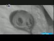 ZİYNET SALİ - 5 ÇAYINA BEKLERİM