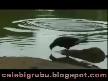 avci_kaplumbaga-new ( cadikasani )