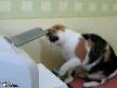 Kedi Sinirlenirse
