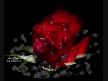 CANIM MELEG�ME