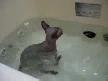 Banyo yapan kedi
