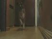 dans eden köpek