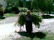 ferdane
