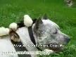 Çok tehlikeli pittbull :)