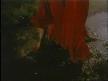 �zel-Ah Yand�m dinle