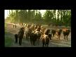 Bojalar~Jiyda [Orj.Klip]_♫♪ ♥¸¸.•* ★*☆＊♥