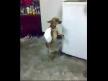 dansçı köpek